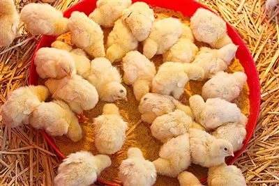 5% de pré-mistura para pintinhos de corte reprodutores